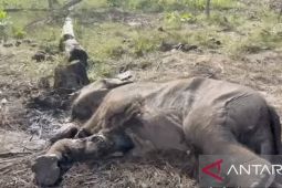 Anak gajah liar mati karena jerat di Tesso Nilo, Riau