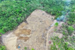 Kemenhut hentikan perambahan hutan untuk perkebunan di Wajo Sulsel