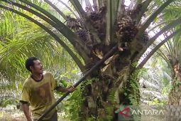 Harga TBS Sawit Kalsel hingga akhir Februari Rp3.437 per Kg