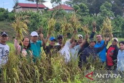 Distan Maluku kembangkan hotong sebagai pangan alternatif bernutrisi tinggi