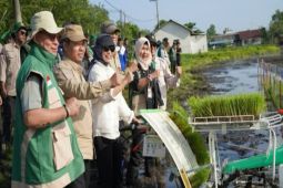 Tanah Laut perkuat fondasi ekonomi lewat tanam padi 35 hektare