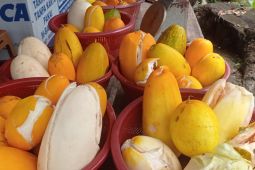 Petani Pandeglang pasok tiga ton timun suri Jiput ke Jakarta