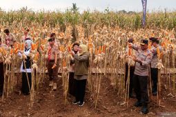 Panen raya jagung di Banyuwangi