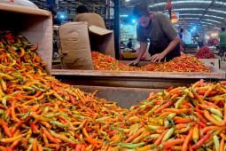 Kementan: Blitar dan Kediri andil pasok cabai nasional saat Ramadhan