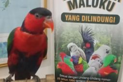 BKSDA Maluku amankan Nuri Kepala Hitam Papua tanpa pemilik di Pelabuhan Yos Sudarso