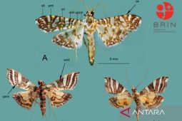 BRIN berhasil identifikasi dua spesies ngengat baru asal Papua dan Sulawesi 2026
