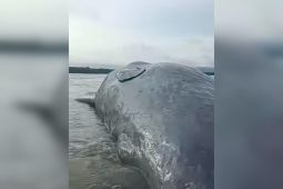 Warga temukan bangkai paus 10 meter di Pantai Totobo Kolaka