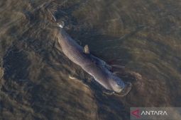 Paus terdampar di Kolaka