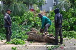 Pemkot Surabaya siagakan tim di tujuh rayon guna tangani pohon tumbang