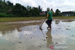 NTP Kaltim Februari indikasikan petani makmur