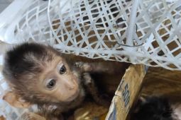 Penyelundupan Satwa Liar: 7 Elang dan 13 Monyet Digagalkan Karantina Lampung