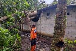 Hujan Angin di Ciamis: Pohon Tumbang dan Atap SDN 2 Sindangsari Ambruk