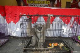 Tindak pidana perdagangan satwa dilindungi