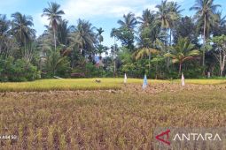 Bulog Aceh serap 10 ribu ton beras petani Aceh