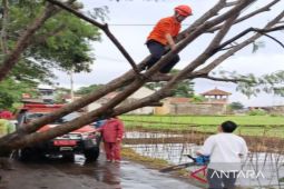 Sempat Tertutup Pohon Tumbang, Jalur Utama Cianjur-Sukabumi Kini Kembali Normal