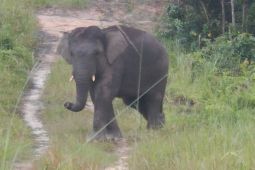 BKSDA Jambi berkolaborasi rencana aksi penyelematan gajah Sumatra