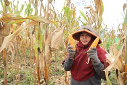 Panen jagung perdana di Pontianak Utara dukung swasembada pangan berkelanjutan