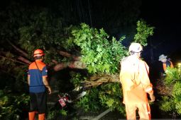 BPBD Jember: Dua orang terluka tertimpa pohon tumbang saat angin kencang