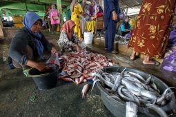 Harga ikan laut naik di Pantura