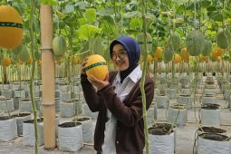 Wisata petik melon jadi buruan takjil sehat warga Trenggalek