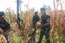 TNI dan petani panen raya jagung di Puncu-Kabupaten Kediri