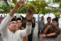 Panen anggur perdana di IPB University