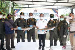 Karantina Jambi musnahkan ikan sapu-sapu Albino guna melindungi ekosistem