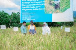 Pemkab Kolaka dan PT Vale panen raya padi dukung swasembada pangan