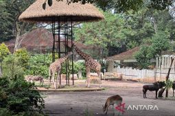 Pemkot Bandung mempertimbangkan Bandung Zoo dibuka pada libur Lebaran