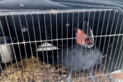 Kemenhut dalami kasus penjualan satwa dilindungi ke luar negeri