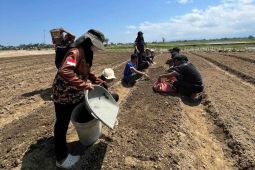 Mahasiswa UBBG kembangkan kebun sayur di persawahan terdampak bencana