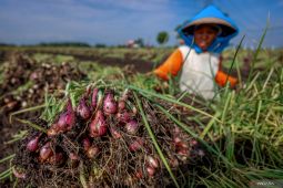 Kenaikan harga bawang merah di Nganjuk