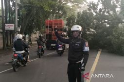 Sempat Lumpuh! Jalur Utama Cianjur-Bandung Kembali Normal Usai Evakuasi Pohon Tumbang