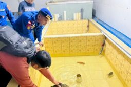 Polairud Polda NTT selamatkan Penyu Sisik di Labuan Bajo