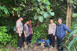 Polisi amankan temuan lima paket diduga ganja di kebun warga Mendo Barat