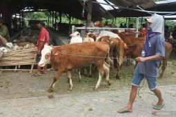 Terdampak pembangunan Bandara KASA Situbondo terima bantuan ternak