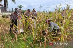 Polres Penajam-Bank Tanah tanam jagung di lahan 25 hektare
