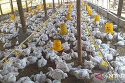 Dinas Peternakan Kalbar pastikan ketersediaan ayam jelang Lebaran