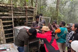 BKSDA Maluku dan BBKSDA Papua Barat melepasliarkan 23 satwa liar endemik ke habitat