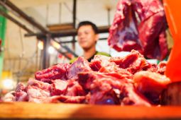 Pemerintah stabilkan harga daging sapi tingkat distributor usai naik