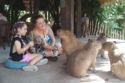 Ada interaksi dengan Kapibara di Bali Zoo isi libur Nyepi dan Lebaran