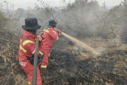 Kemenhut tangani karhutla seluas 78,2 ha di Riau pada Maret