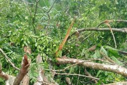 PLN gerak cepat tangani kelistrikan di Manipa Kabupaten Seram Bagian Barat