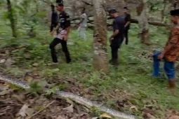 Seorang warga di Kabupaten Batang Hari tewas dililit ular piton