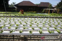 Dinas Pangan Aceh imbau masyarakat budayakan gerakan tanaman pangan