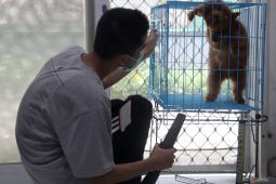 Jasa penitipan dan pengobatan hewan peliharaan di Blitar