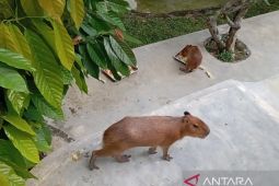 Mas Bro, satwa baru THPS jadi daya tarik pengunjung