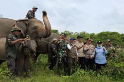 IUCN apresiasi kebijakan Menhut perkuat konservasi gajah di Indonesia