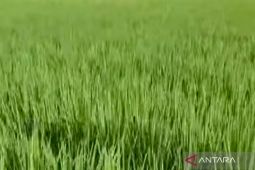 Distan Mukomuko antisipasi dampak perubahan cuaca pada pertanian