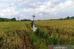 BMKG sarankan padi panen pendek hadapi kemarau